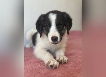 Pina, geb. ca. 05/2026, lebt in GRIECHENLAND, im städt. Tierheim Serres