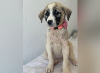 Amira, geb. ca. 03/2026, lebt in GRIECHENLAND, im städt. Tierheim Serres