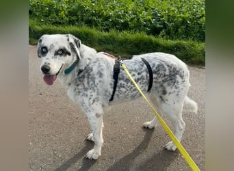 Snow, geb. ca. 06/2023, lebt auf einer Pflegestelle in 47652 Weeze