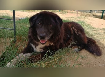 Betty-Boo, geb. ca. 01/2014, lebt in GRIECHENLAND, auf einer privaten Pflegestelle