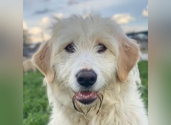 Arina, geb. ca. 10/2024, lebt in GRIECHENLAND, im städt. Tierheim Serres