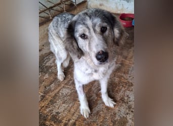 Taika, geb. ca. 07/2024, lebt in GRIECHENLAND, auf einer privaten Pflegestelle