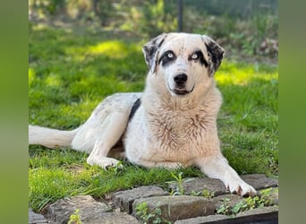 Snow, geb. ca. 06/2023, lebt auf einer Pflegestelle in 47652 Weeze