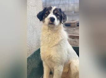 Majolika, geb. ca. 04/2025, lebt in GRIECHENLAND, im städt. Tierheim Serres