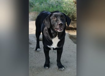 Ria, geb. ca. 10/2024, lebt in GRIECHENLAND, im städt. Tierheim Serres