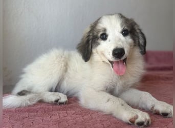 Paloma, geb. ca. 05/2026, lebt in GRIECHENLAND, im städt. Tierheim Serres
