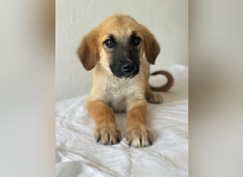 Cindy, geb. ca. 03/2026, lebt in GRIECHENLAND, im städt. Tierheim Serres