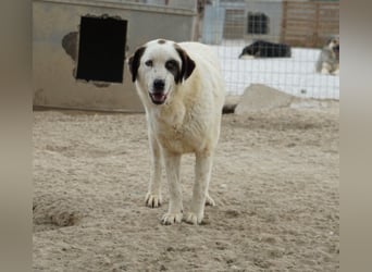 Benda, geb. ca. 06/2023, lebt in GRIECHENLAND, im städt. Tierheim Serres