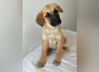 Cindy, geb. ca. 03/2026, lebt in GRIECHENLAND, im städt. Tierheim Serres