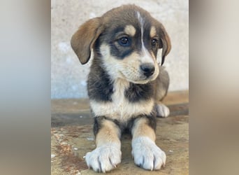 Sissy, geb. ca. 03/2026 , lebt in GRIECHENLAND, auf einer privaten Pflegestelle