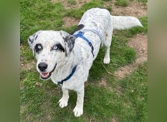 Snow, geb. ca. 06/2023, lebt auf einer Pflegestelle in 47652 Weeze