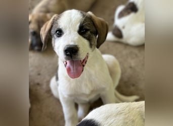 Zengo, geb. ca. 02/2025, lebt in GRIECHENLAND, auf einer privaten Pflegestelle