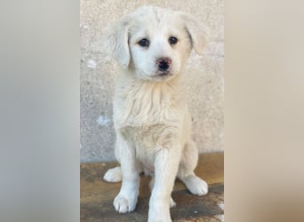 Saki, geb. ca. 03/2026 , lebt in GRIECHENLAND, auf einer privaten Pflegestelle