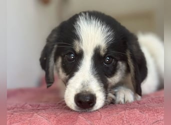 Colada, geb. ca. 05/2026, lebt in GRIECHENLAND, im städt. Tierheim Serres