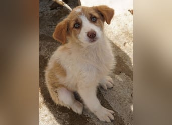 Josefine, geb. ca. 12/2025, lebt in GRIECHENLAND, im städt. Tierheim Serres