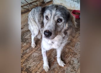 Taika, geb. ca. 07/2024, lebt in GRIECHENLAND, auf einer privaten Pflegestelle