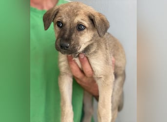 Nessarose, geb. ca. 08/2025, lebt in GRIECHENLAND, im städt. Tierheim Serres