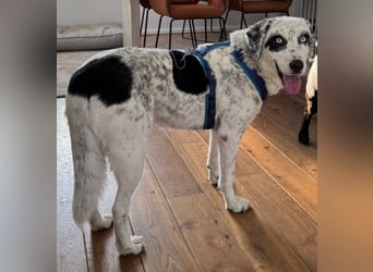 Snow, geb. ca. 06/2023, lebt auf einer Pflegestelle in 47652 Weeze