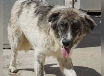 Ludmilla, geb. ca. 05/2025, lebt in GRIECHENLAND, im städt. Tierheim Serres