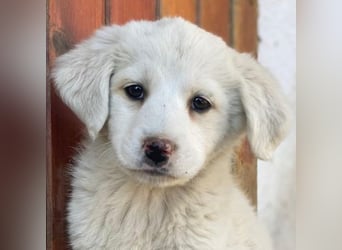 Saki, geb. ca. 03/2026 , lebt in GRIECHENLAND, auf einer privaten Pflegestelle