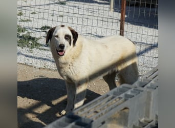 Benda, geb. ca. 06/2023, lebt in GRIECHENLAND, im städt. Tierheim Serres