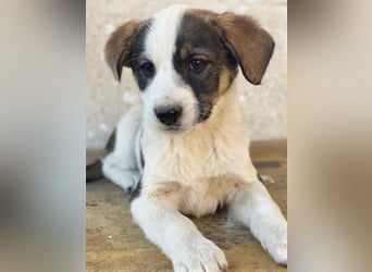 Yoko, geb. ca. 03/2026 , lebt in GRIECHENLAND, auf einer privaten Pflegestelle