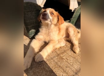 Josefine, geb. ca. 12/2025, lebt in GRIECHENLAND, im städt. Tierheim Serres