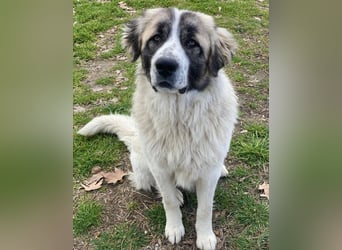 Chef, geb. ca. 07/2025, lebt in GRIECHENLAND, im städt. Tierheim Serres