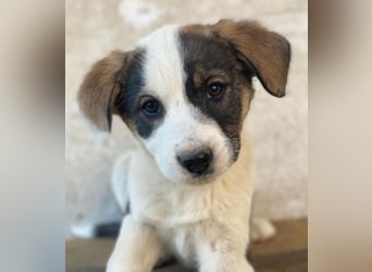 Yoko, geb. ca. 03/2026 , lebt in GRIECHENLAND, auf einer privaten Pflegestelle