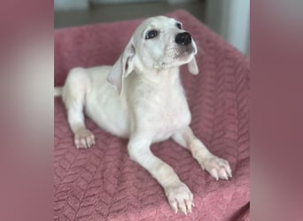 Lily, geb. ca. 05/2026, lebt in GRIECHENLAND, im städt. Tierheim Serres