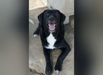 Ria, geb. ca. 10/2024, lebt in GRIECHENLAND, im städt. Tierheim Serres