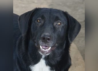 Ria, geb. ca. 10/2024, lebt in GRIECHENLAND, im städt. Tierheim Serres