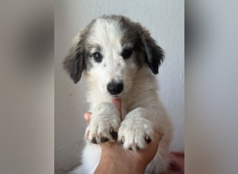 Paloma, geb. ca. 05/2026, lebt in GRIECHENLAND, im städt. Tierheim Serres