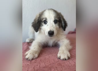 Paloma, geb. ca. 05/2026, lebt in GRIECHENLAND, im städt. Tierheim Serres