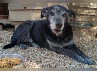 Lilika, geb. ca. 06/2015, lebt in GRIECHENLAND, auf einer privaten Pflegestelle