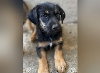 Namari, geb. ca. 02/2026, lebt in GRIECHENLAND, im städt. Tierheim Serres