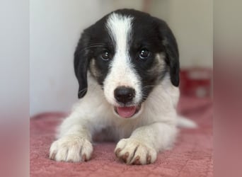 Pina, geb. ca. 05/2026, lebt in GRIECHENLAND, im städt. Tierheim Serres