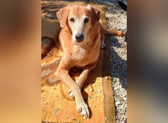 Flower, geb. ca. 06/2015, lebt in GRIECHENLAND, auf einer privaten Pflegestelle