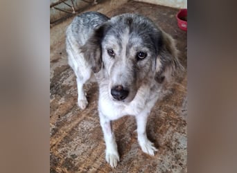 Taika, geb. ca. 07/2024, lebt in GRIECHENLAND, auf einer privaten Pflegestelle