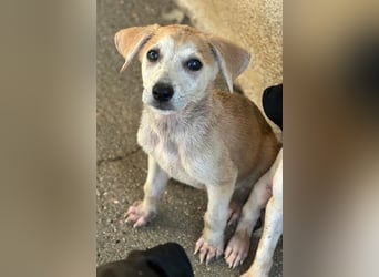 Rosie, geb. ca. 05/2026, lebt in GRIECHENLAND, im städt. Tierheim Serres