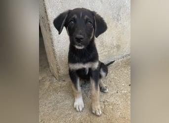 Elina, geb. ca. 03/2026, lebt in GRIECHENLAND, im städt. Tierheim Serres