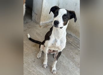 Mateja, geb. ca. 01/2026, lebt in GRIECHENLAND, im städt. Tierheim Serres