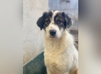 Majolika, geb. ca. 04/2025, lebt in GRIECHENLAND, im städt. Tierheim Serres