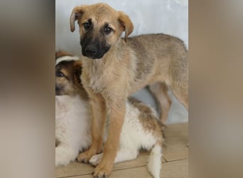 Anja, geb. ca. 12/2025, lebt in GRIECHENLAND, auf einer privaten Pflegestelle