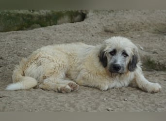 Taigo, geb. ca. 09/2025, lebt in GRIECHENLAND, im städt. Tierheim Serres
