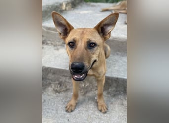 Zella, geb. ca. 03/2023, lebt auf einer Pflegestelle in 47638 Straelen