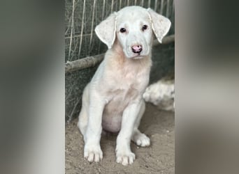 Frosty, geb. ca. 04/2026, lebt in GRIECHENLAND, auf einer privaten Pflegestelle