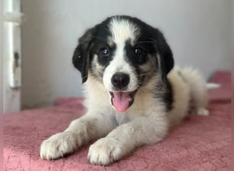 Colada, geb. ca. 05/2026, lebt in GRIECHENLAND, im städt. Tierheim Serres