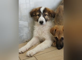 Vera, geb. ca. 12/2025, lebt in GRIECHENLAND, auf einer privaten Pflegestelle