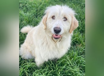 Arina, geb. ca. 10/2024, lebt in GRIECHENLAND, im städt. Tierheim Serres